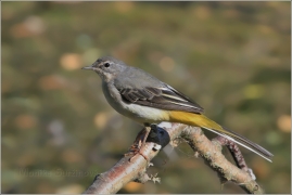 <p>KONIPAS HORSKÝ (Motacilla cinerea) /Grey wagtail - Gebürgsstelze/</p>
